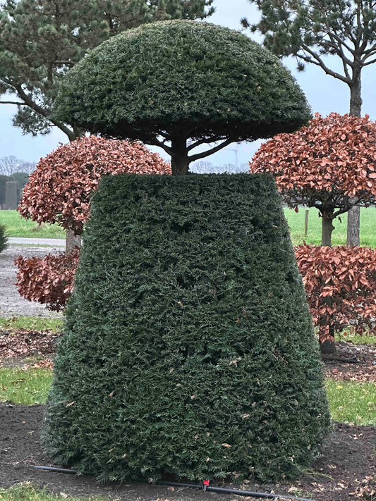 TB TOPIARY #258