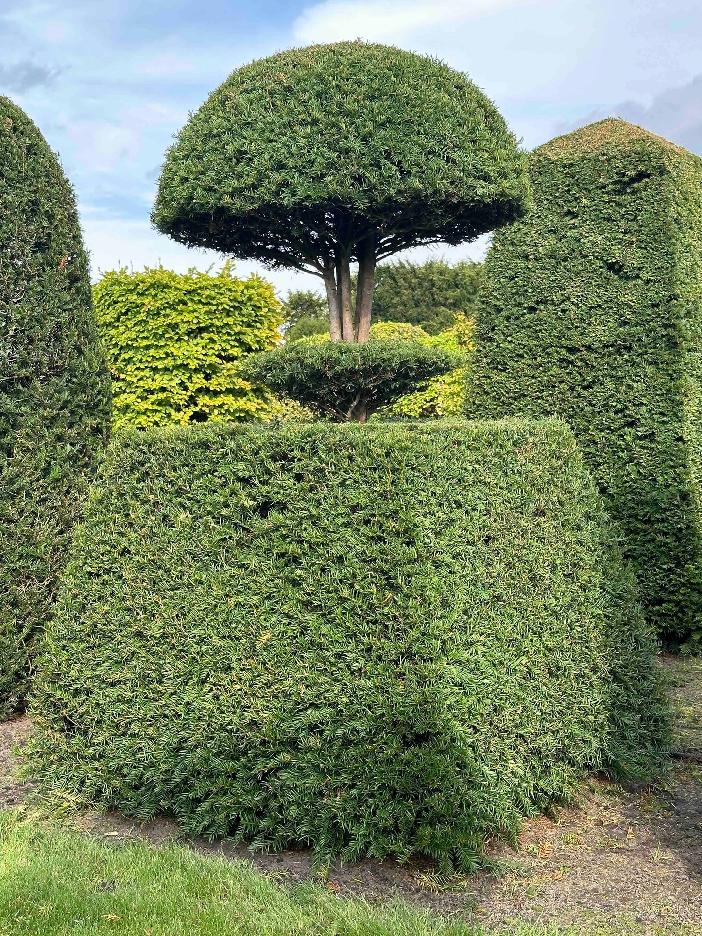 TB TOPIARY #322