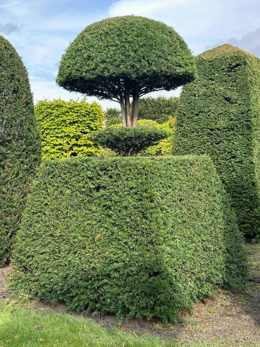 TB TOPIARY #322