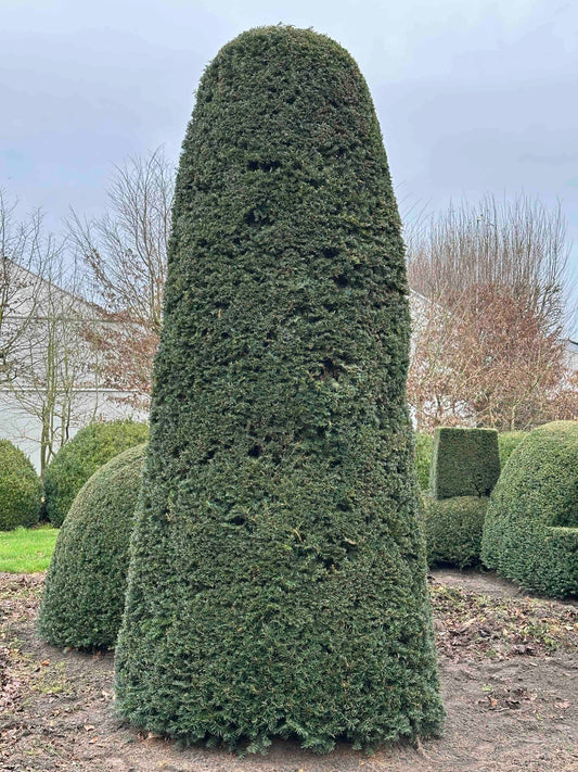 TB TOPIARY #442