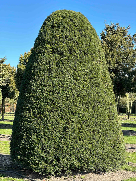 TB TOPIARY #521
