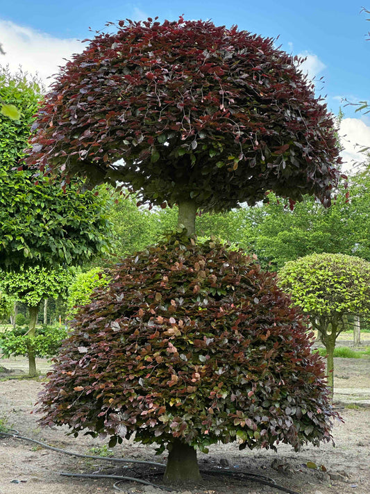 FSA TOPIARY #048