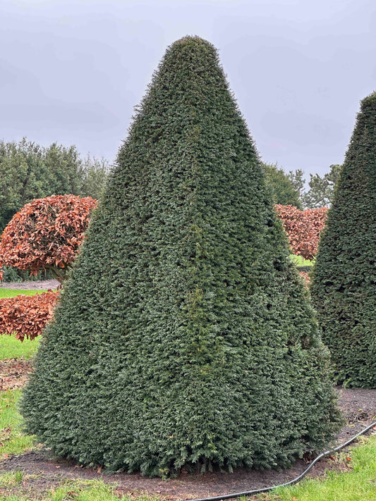 TB TOPIARY #259