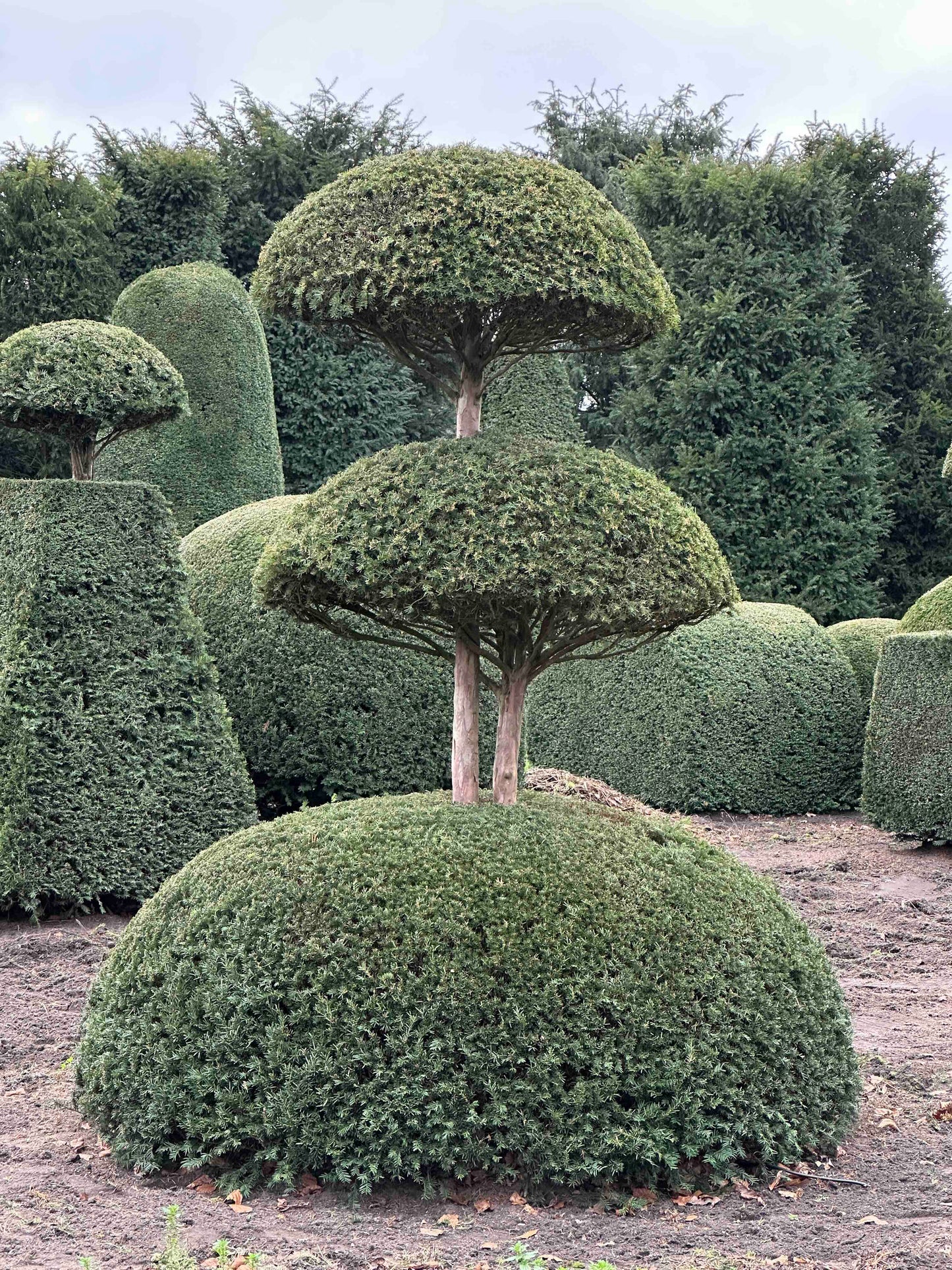 TB TOPIARY #439