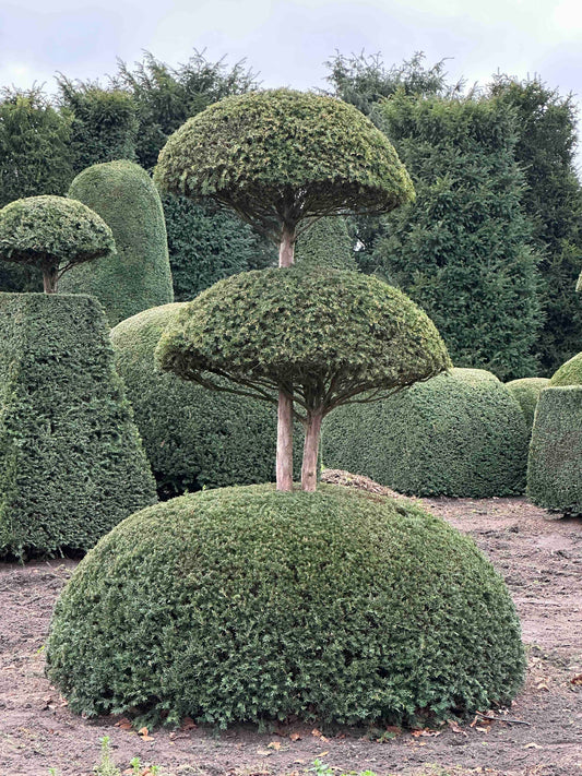 TB TOPIARY #439
