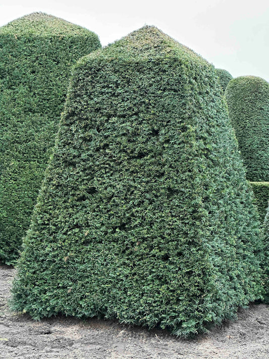 TB TOPIARY #130