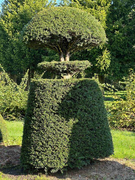 TB TOPIARY #87