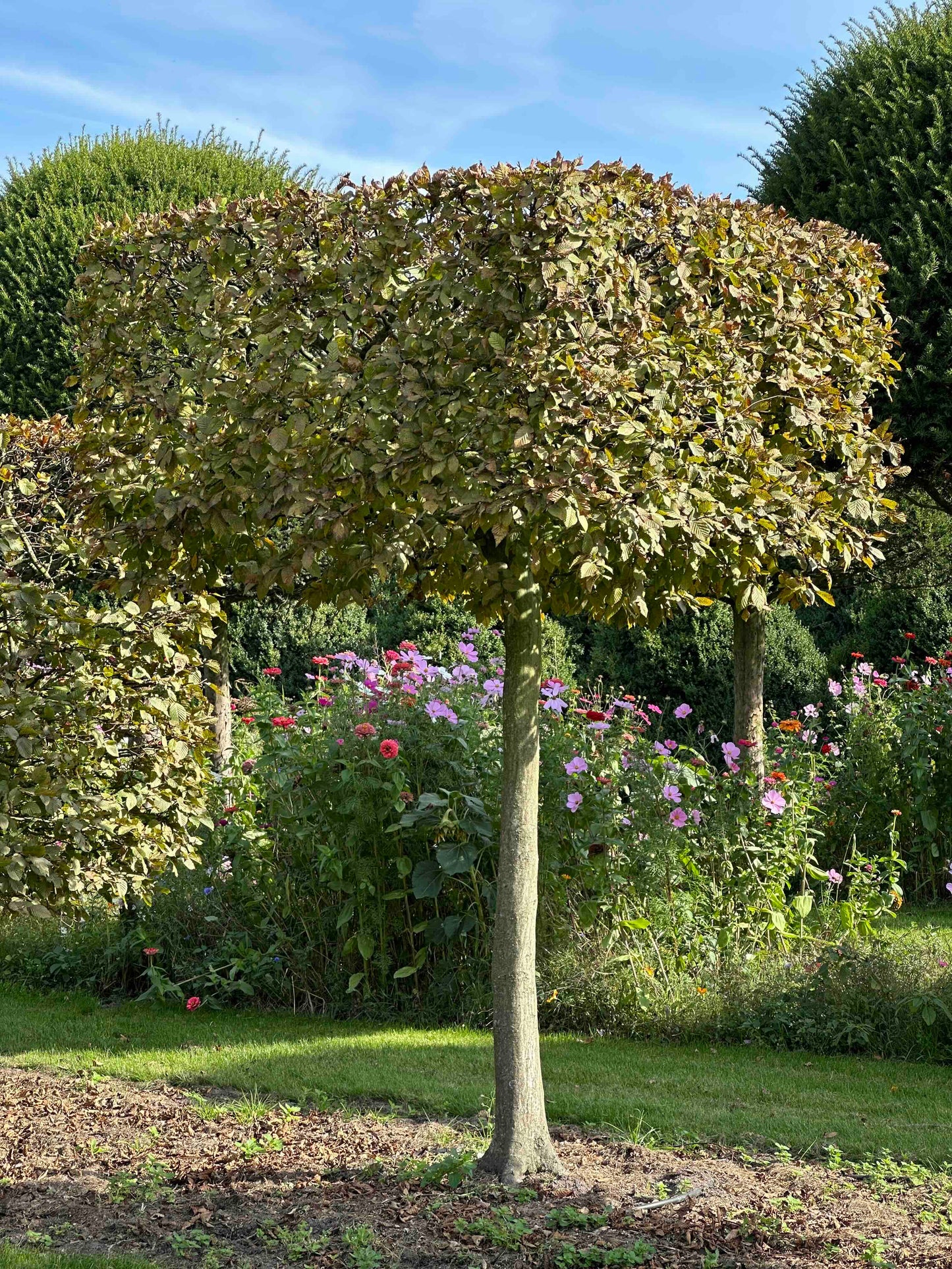 CB TOPIARY #110