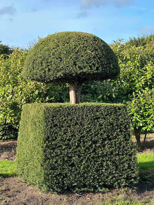 TB TOPIARY #275