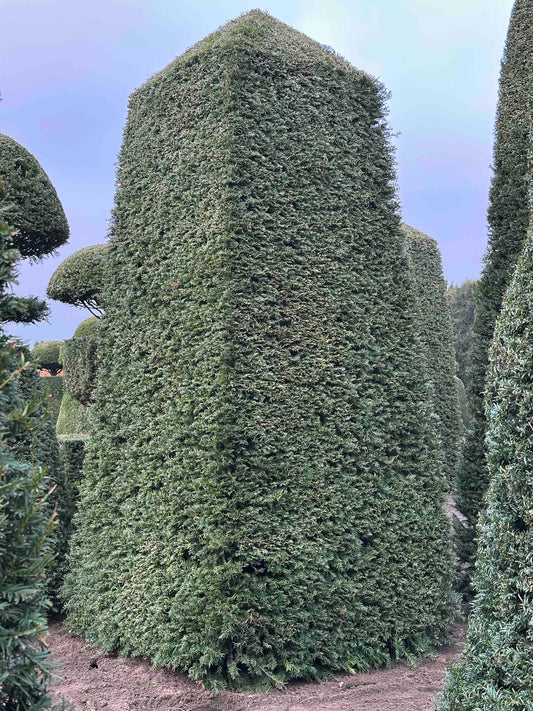 TB TOPIARY #180
