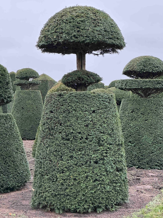 TB TOPIARY #101
