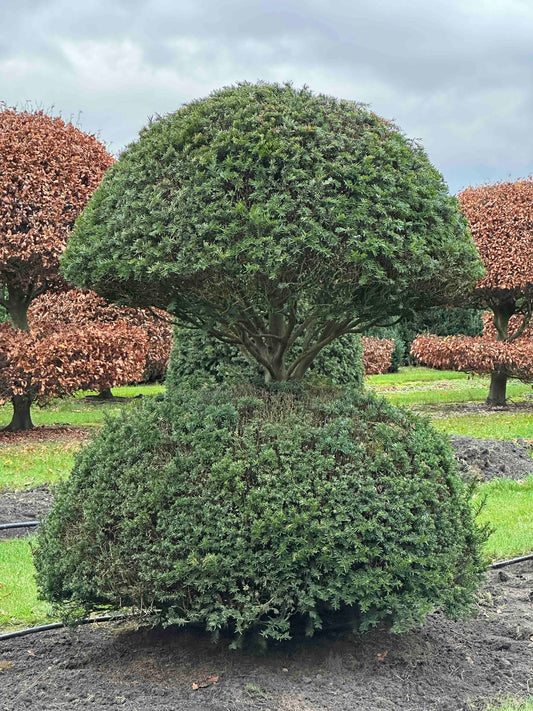 TB TOPIARY #384