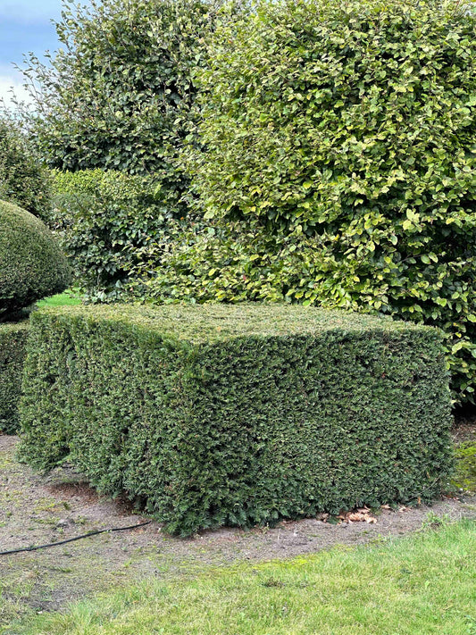 TB TOPIARY #353