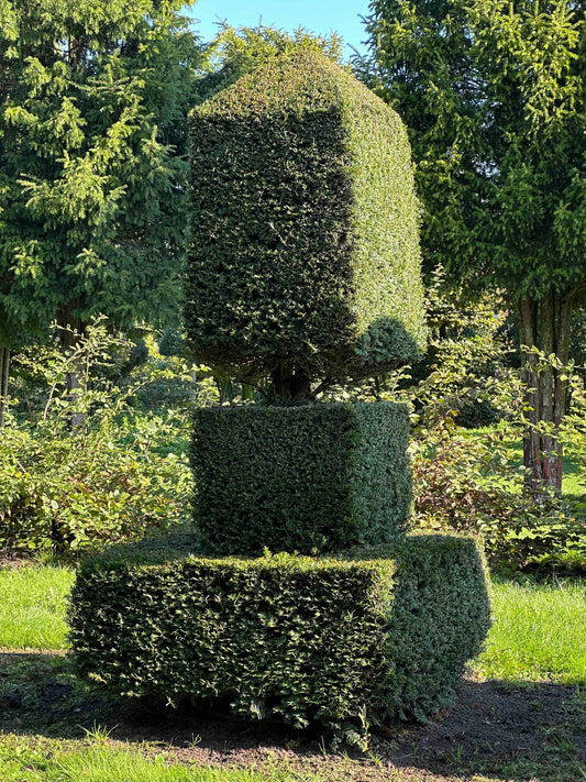 TB TOPIARY #84