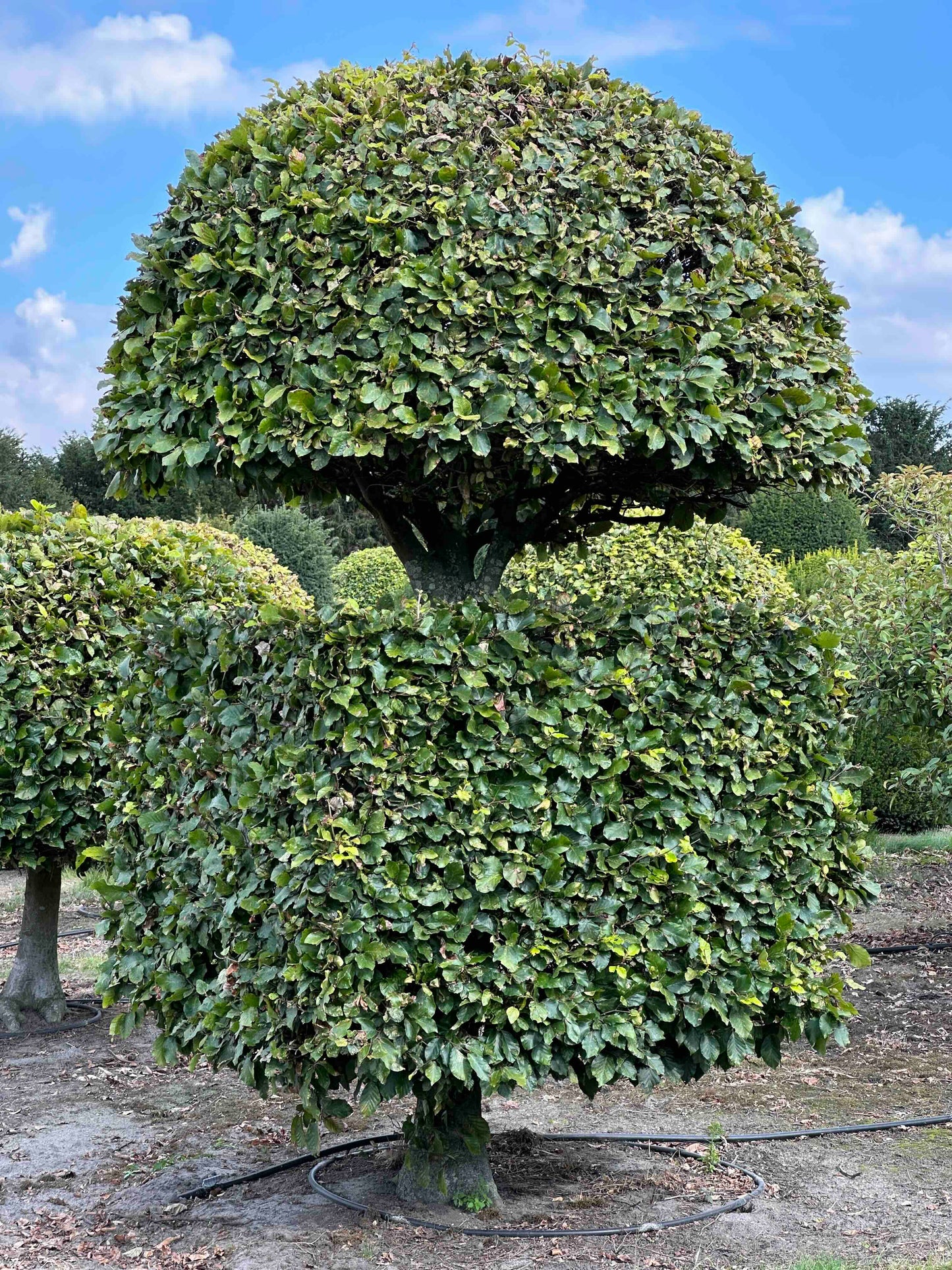 FS TOPIARY #183