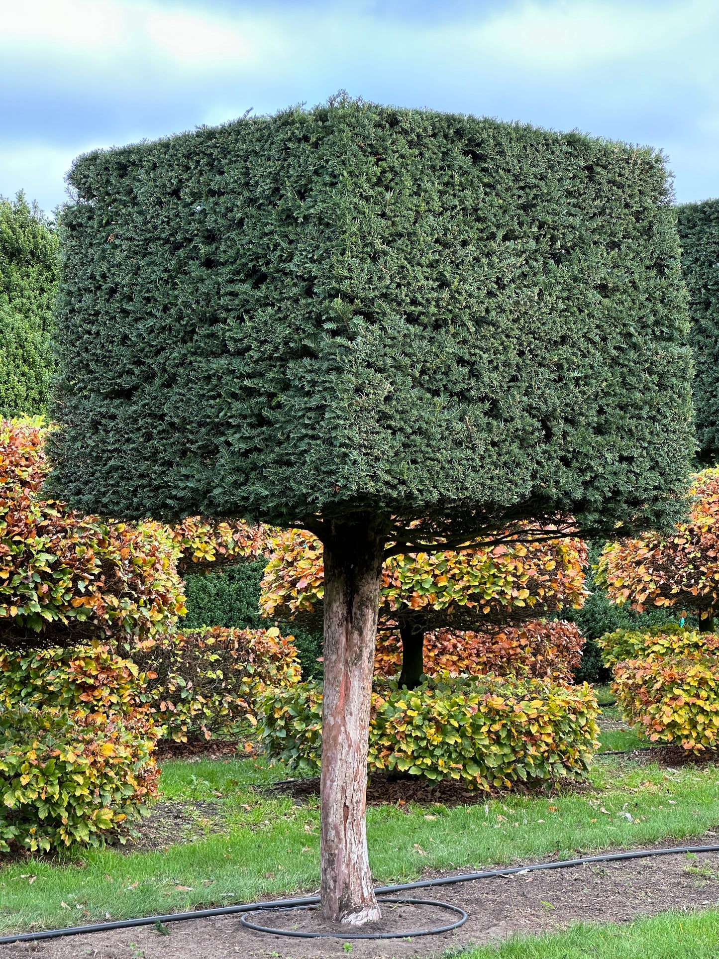 TB TOPIARY #565