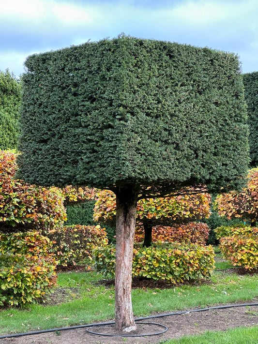 TB TOPIARY #565