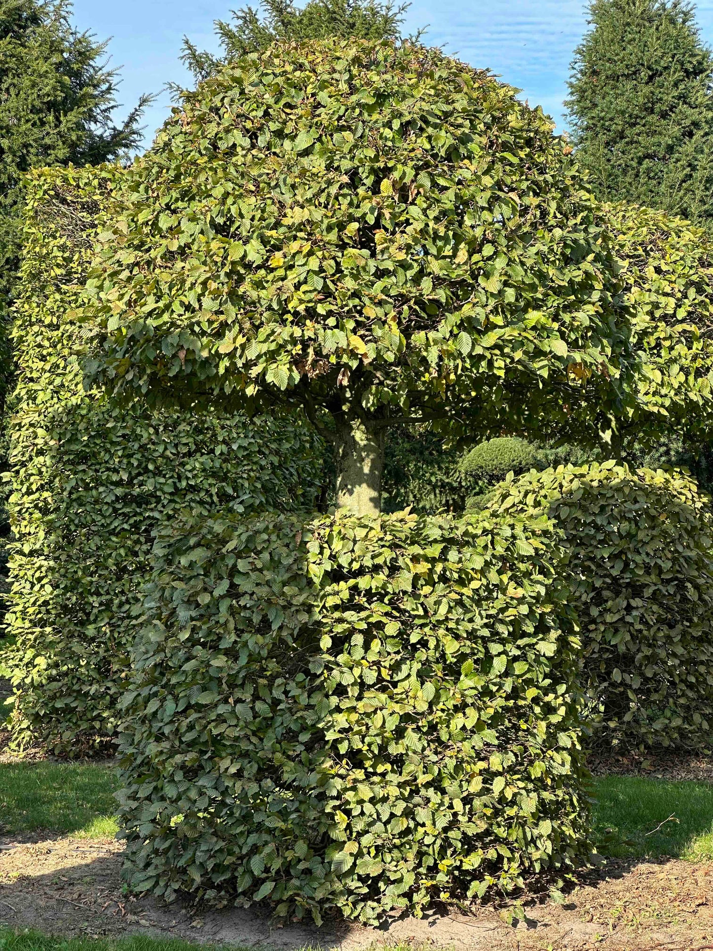 CB TOPIARY #080