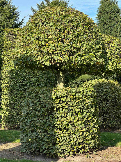 CB TOPIARY #080