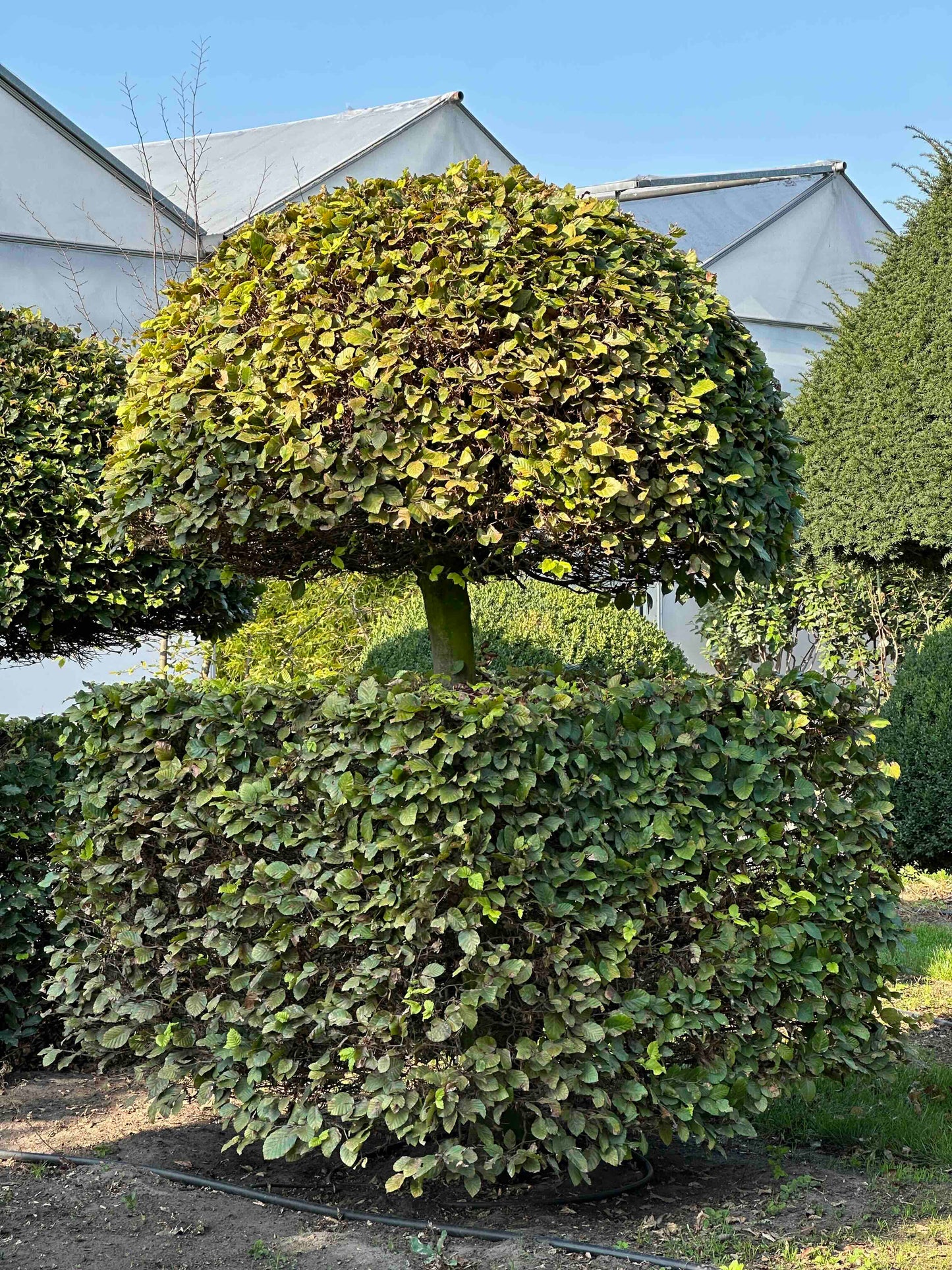 FS TOPIARY #028