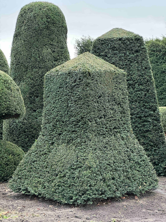 TB TOPIARY #430