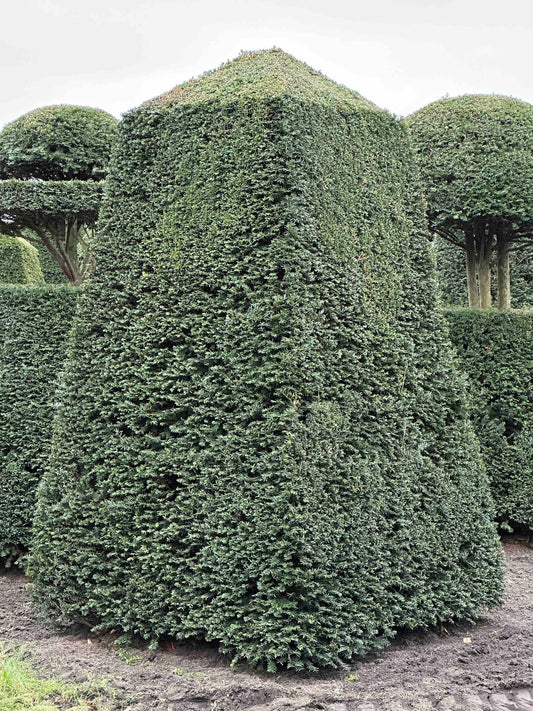 TB TOPIARY #97