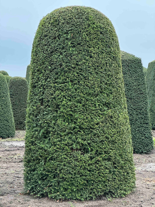 TB TOPIARY #132