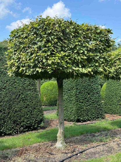 CB TOPIARY #018