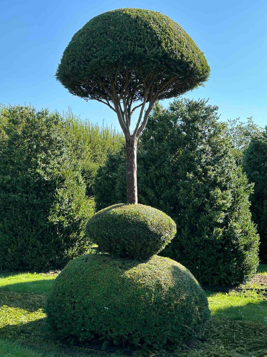 TB TOPIARY #006