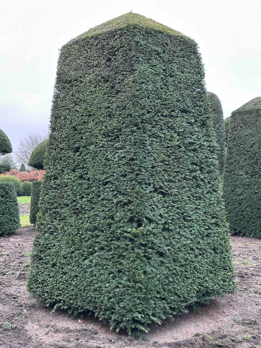 TB TOPIARY #190