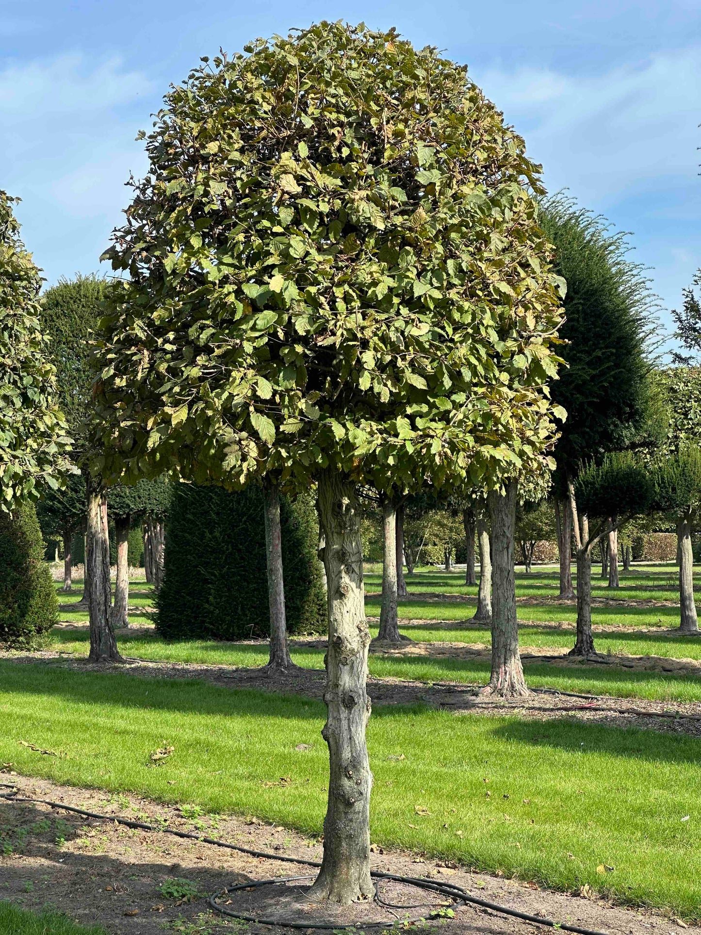 CB TOPIARY #139