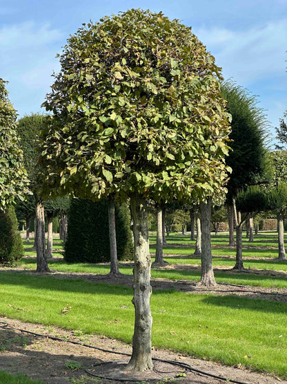 CB TOPIARY #139