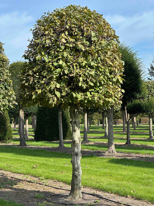 CB TOPIARY #139