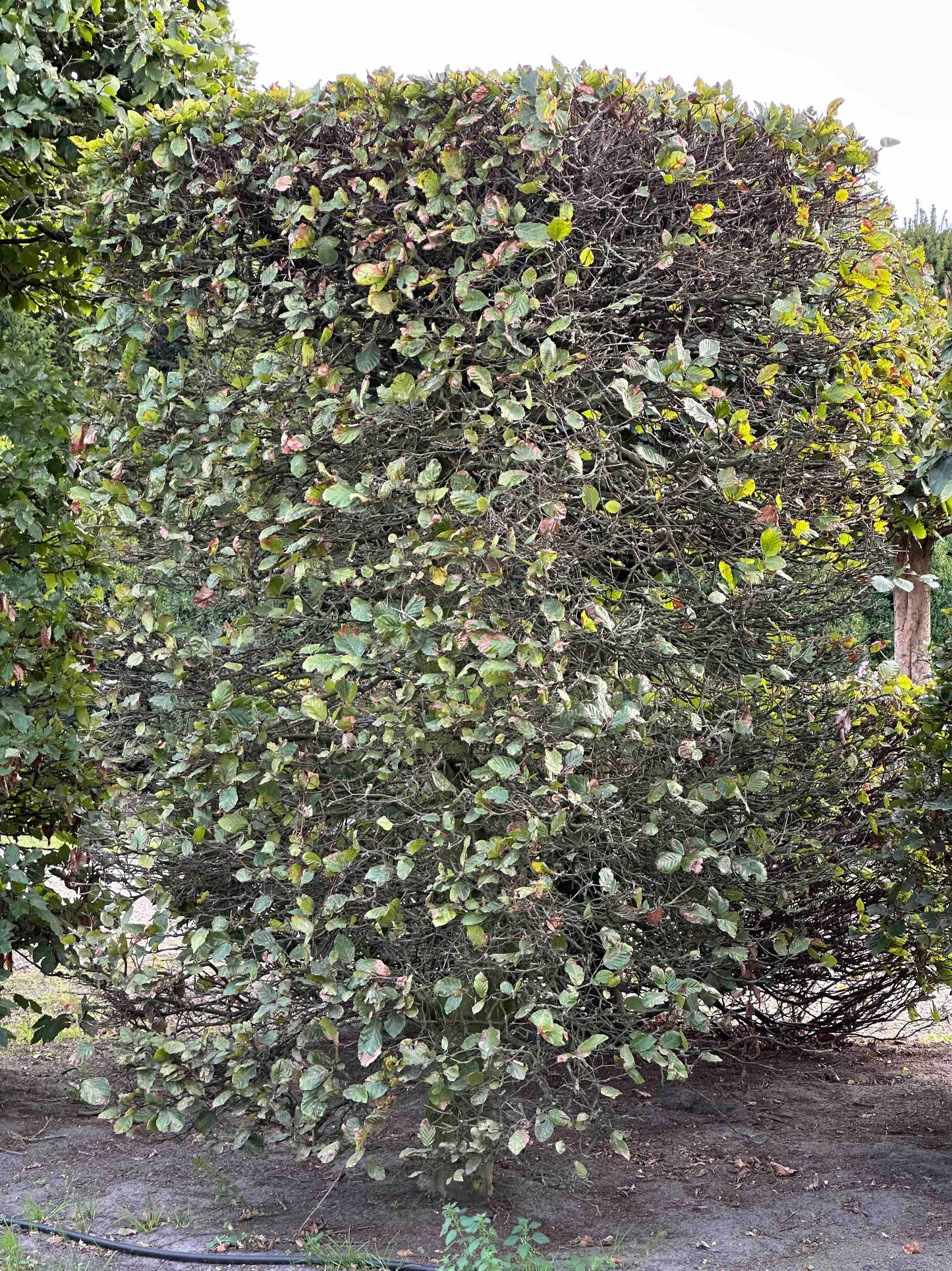 FS TOPIARY #153