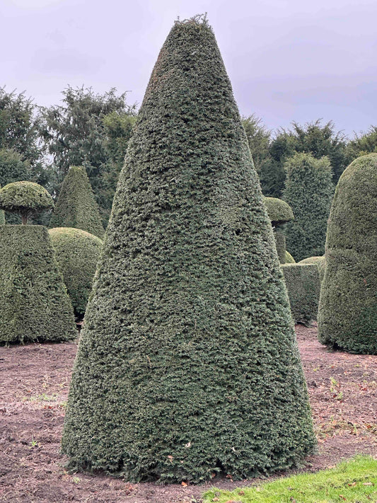 TB TOPIARY #412