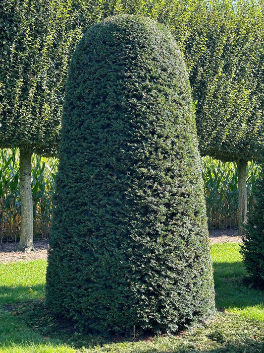 TB TOPIARY #9