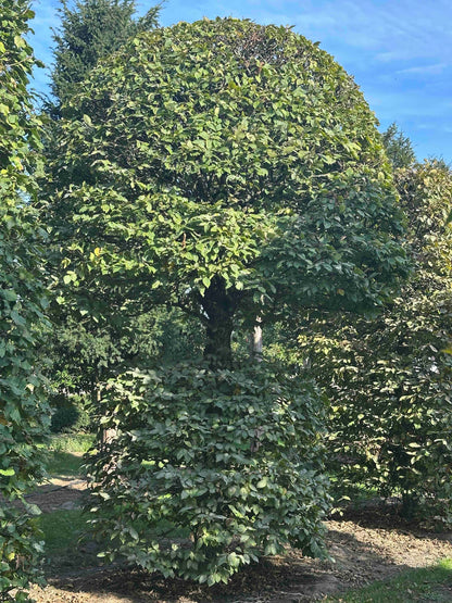 CB TOPIARY #073