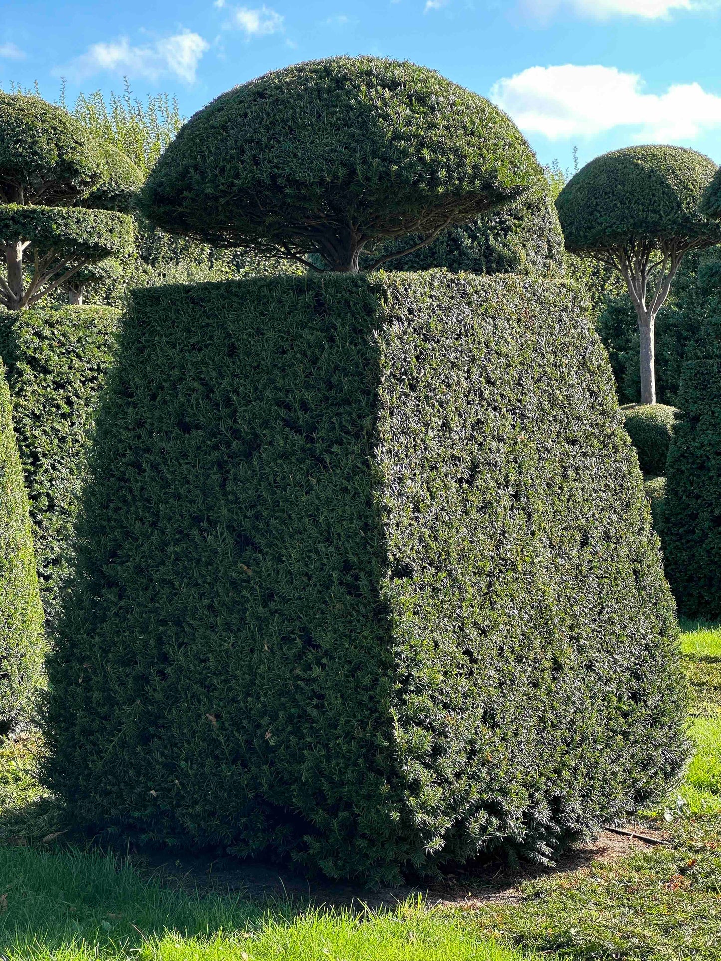 TB TOPIARY #31