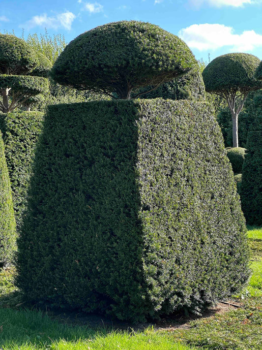 TB TOPIARY #031