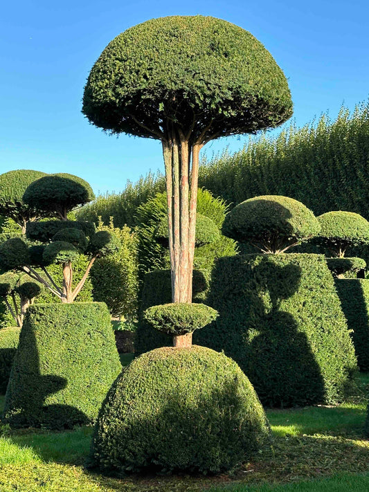 TB TOPIARY #12
