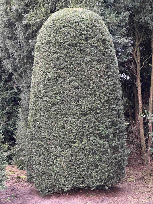 TB TOPIARY #479