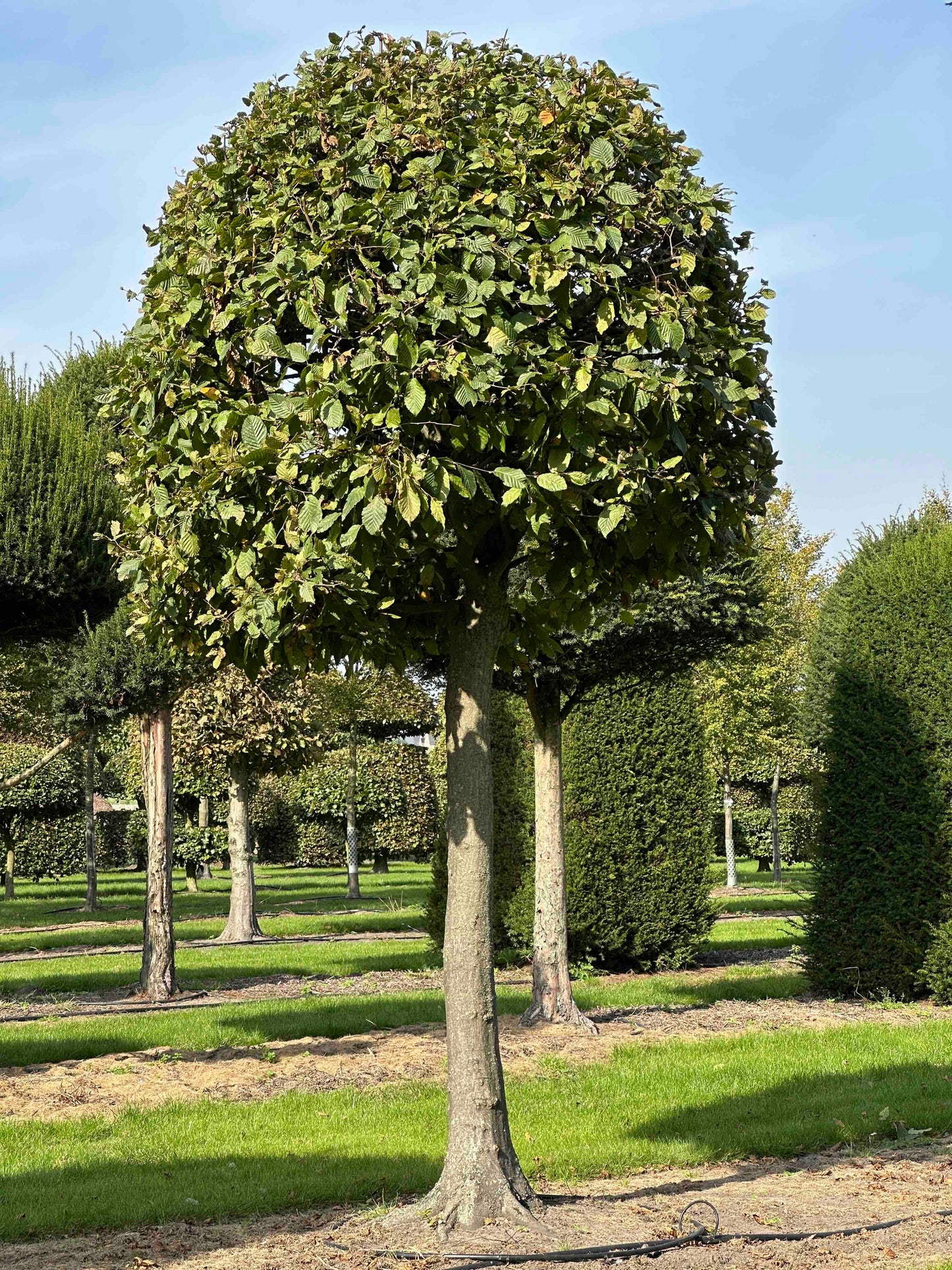 CB TOPIARY #125