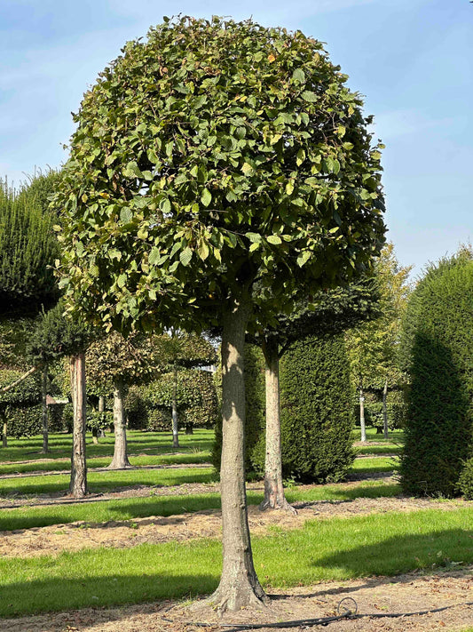 CB TOPIARY #125