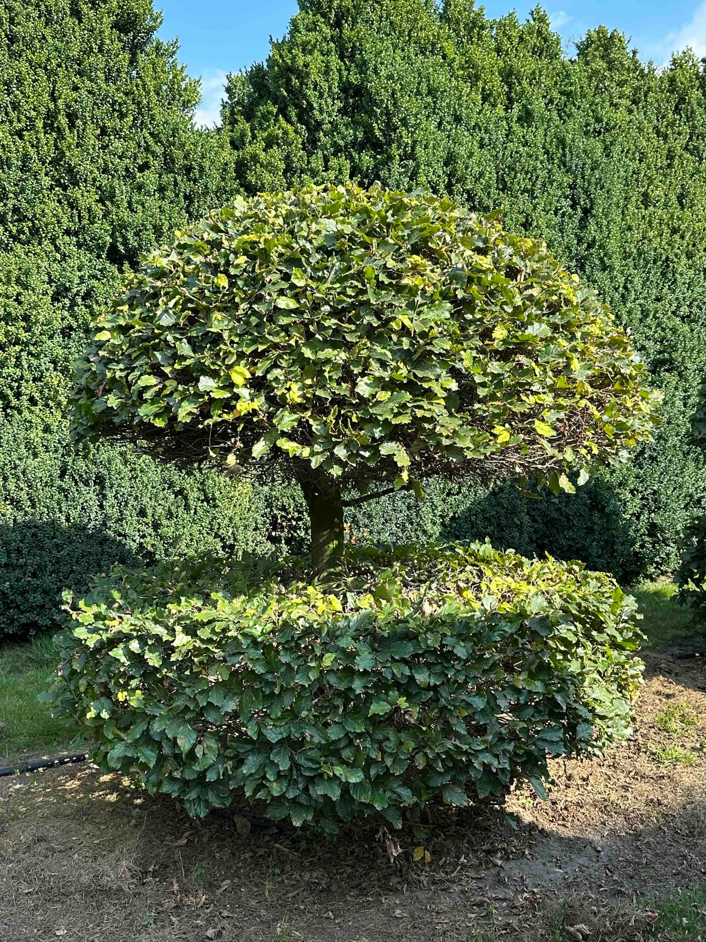FS TOPIARY #046