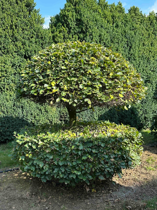 FS TOPIARY #046