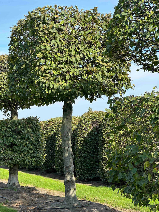 CB TOPIARY #154