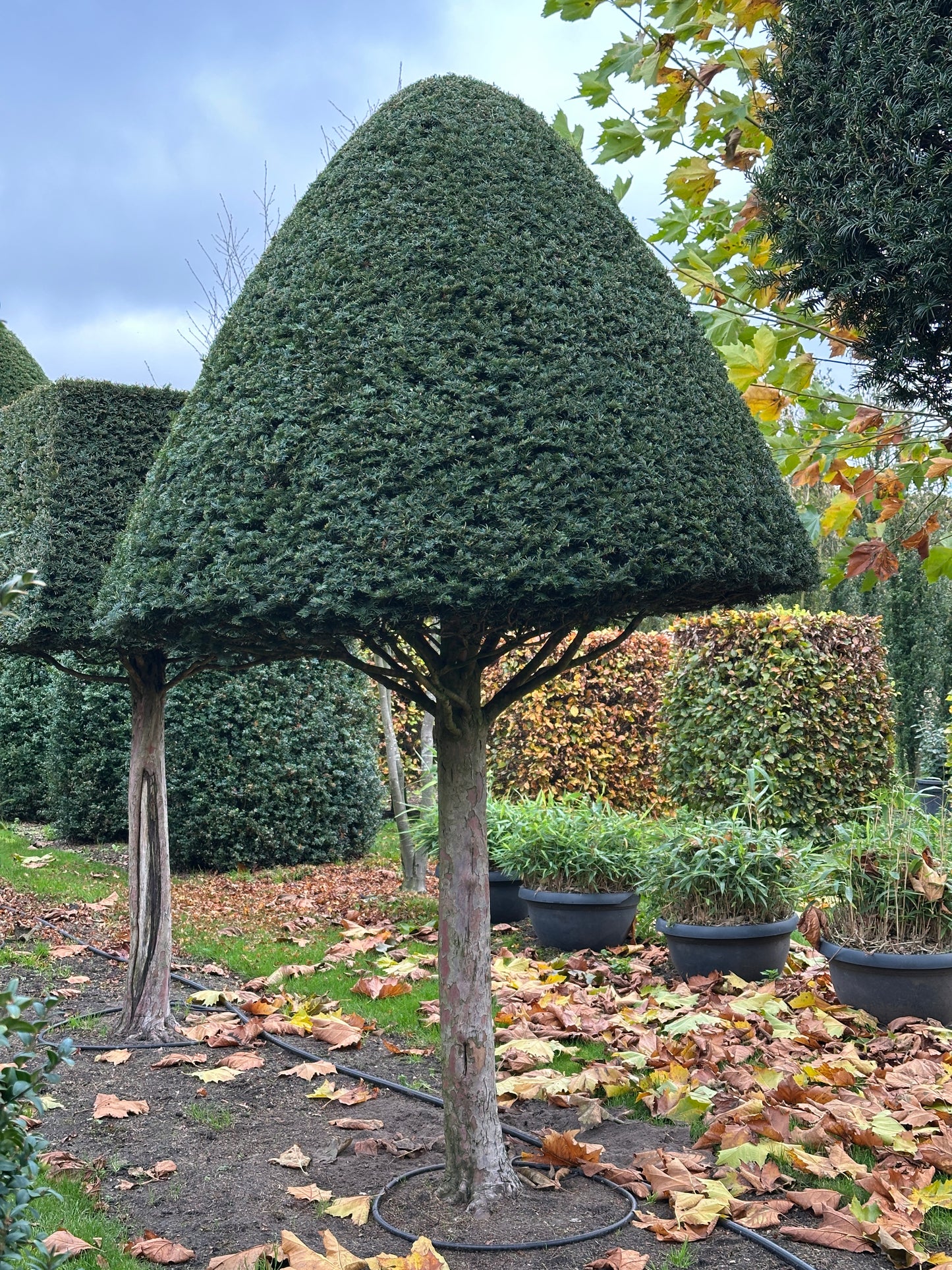 TB TOPIARY #546