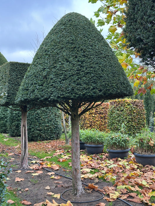 TB TOPIARY #546