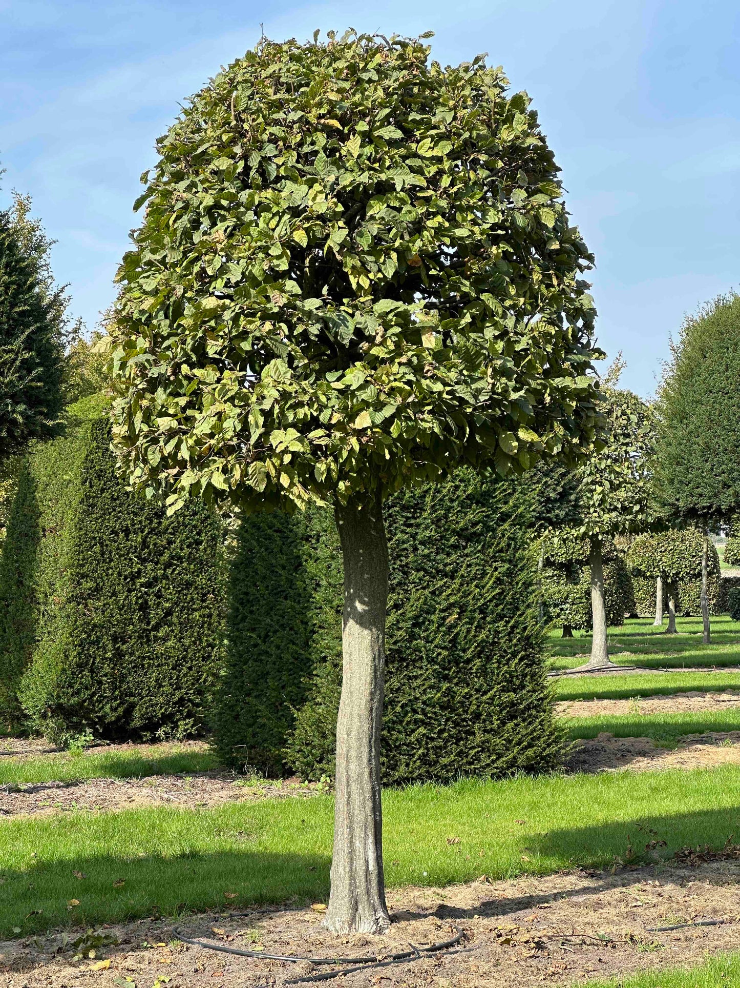 CB TOPIARY #124