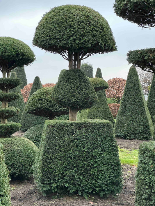 TB TOPIARY #196